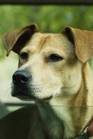Lucy the Dog